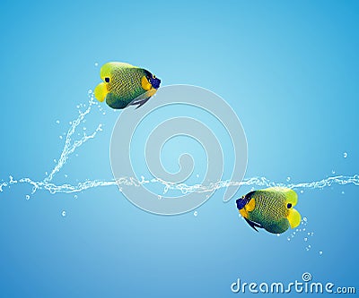 Angelfish jumping Stock Photo