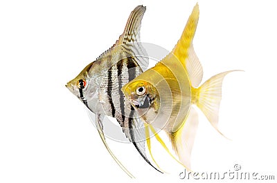 Angelfish Pterophyllum scalare aquarium fish Stock Photo