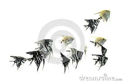 Angelfish animal aquarium white background Stock Photo