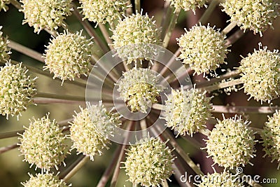 Angelica archangelica growing in a wild meadow. Stock Photo