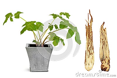 Angelica Herb and Root Stock Photo
