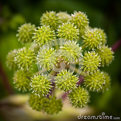 Angelica plant Stock Photo