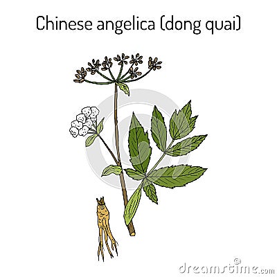 Angelica sinensis, or quai, or female ginseng - medicinal herb Vector Illustration