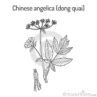 Angelica sinensis, or quai, or female ginseng - medicinal herb Vector Illustration