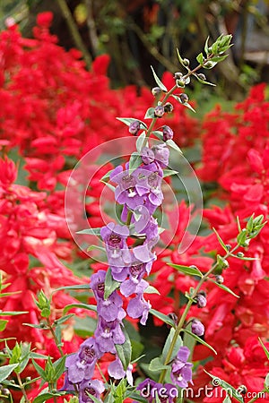 ANGELONIA angustifolia and red salvia Stock Photo