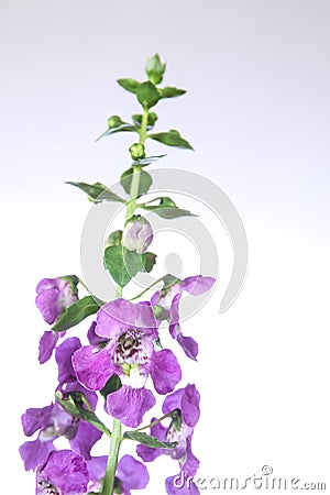 Angelonia flower Stock Photo