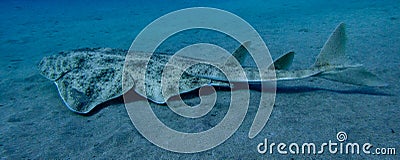 Angelshark over sand in blue ocean Stock Photo