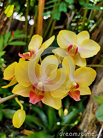 Mini Taiwan Hybrid Yellow Moon Orchid Stock Photo