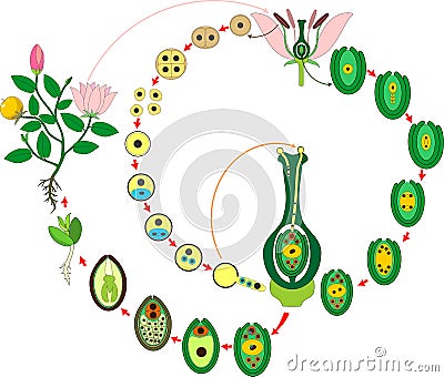 Angiosperm plant life cycle. Diagram of life cycle of flowering plant with double fertilization Stock Photo
