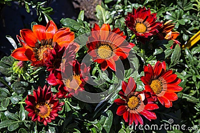 Angiosperms, Arctotideae, Asteraceae, Stock Photo