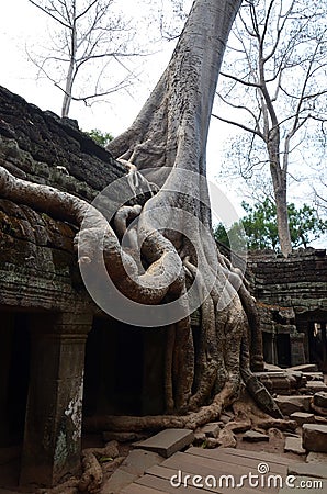 Ta Prohm is the modern name of a temple Editorial Stock Photo