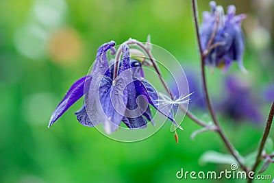 Beautiful blue aquilegia flowers in park Stock Photo