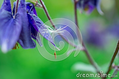 Beautiful blue aquilegia flowers in park Stock Photo