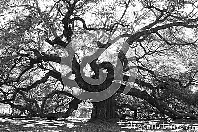 Angle Oak Tree Stock Photo