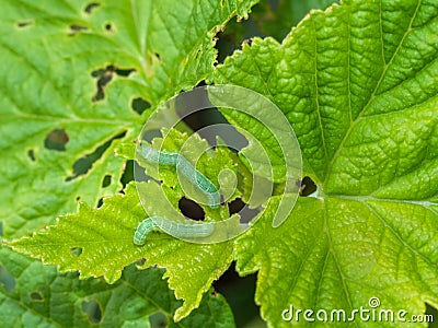 Angle shades aka Phlogophora meticulosa. The cause of the visible damage on my blackcurrant bush. Stock Photo