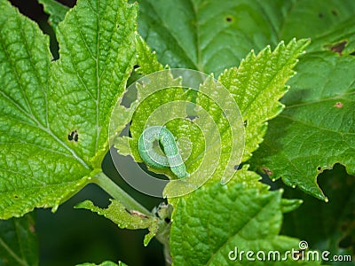 Angle shades aka Phlogophora meticulosa. The cause of the visible damage on my blackcurrant bush. Stock Photo