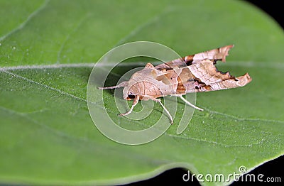 Angle shades moth Phlogophora meticulosa Stock Photo