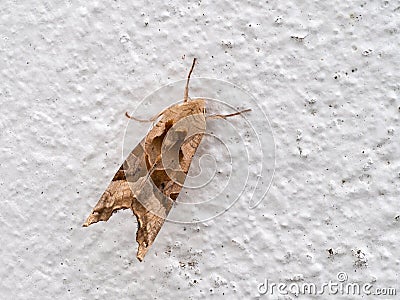 Angle shades moth on white wall. Phlogophora meticulosa. Stock Photo