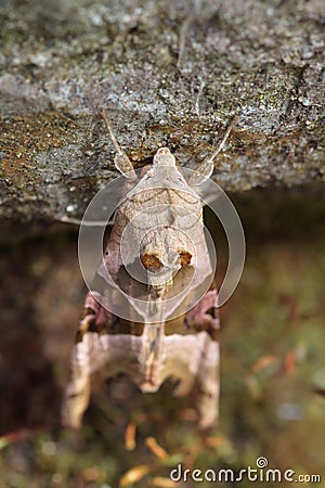 Angle shades (Phlogophora meticulosa) Stock Photo