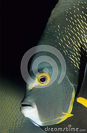 Angler fish Stock Photo