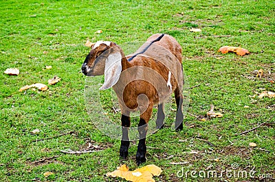 Young Anglo-Nubian Goat in a field Stock Photo