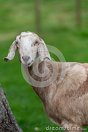 Anglo Nubian goat Stock Photo