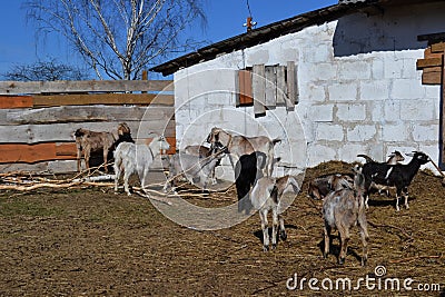 Anglo Nubian goats Stock Photo