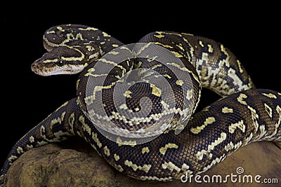 Angola python, Python anchietae Stock Photo