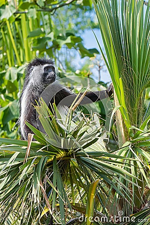 Angolan Colobus Stock Photo