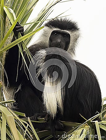 Angolan Colubus Monkey at Zoo Tampa at Lowery Park Stock Photo
