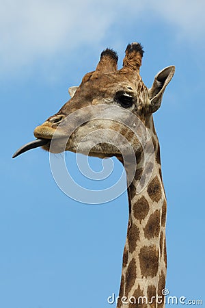 Angolan giraffe Giraffa camelopardalis angolensis Stock Photo