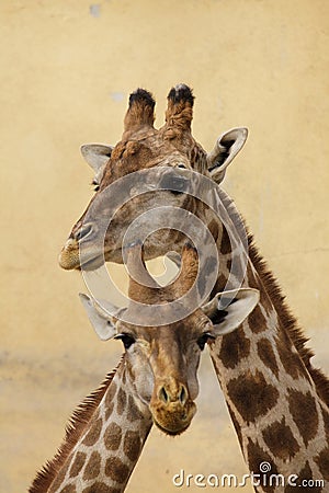 Angolan giraffe Giraffa camelopardalis angolensis Stock Photo