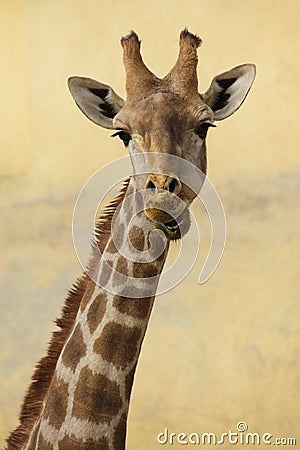 Angolan giraffe Giraffa camelopardalis angolensis Stock Photo