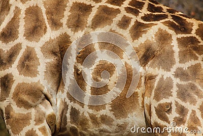 Angolan giraffe Giraffa camelopardalis angolensis Stock Photo
