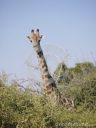 Angolan Giraffe Stock Photo