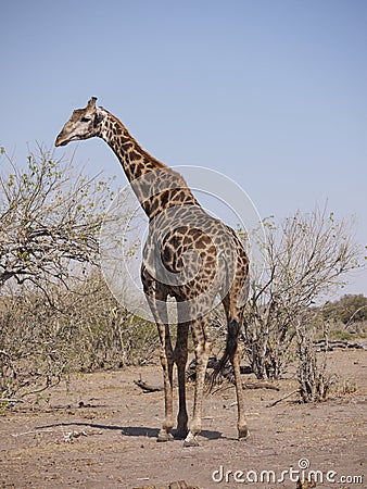 Angolan Giraffe Stock Photo