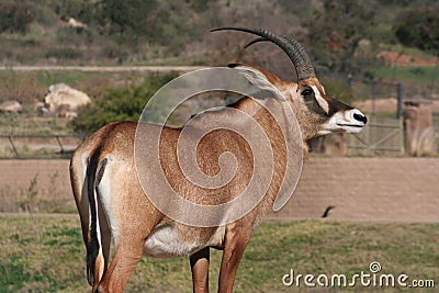 Angolan roan antelope (Hippotragus equinus cottoni Stock Photo