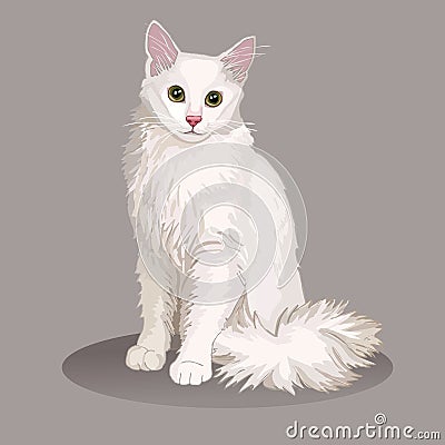 Angora cat. Cat breed. Favorite pet. Lovely fluffy kitten with green eyes. Realistic vector illustration. Vector Illustration