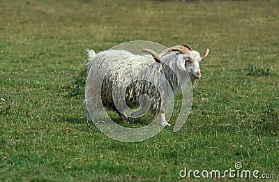 Angora Domestic Billy goat, Breed producing the Mohair Wool Stock Photo