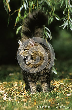 Angora Domestic Cat, Adult standing on Grass, Yawning Stock Photo