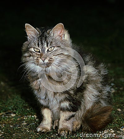 Angora Domestic Cat assis Stock Photo