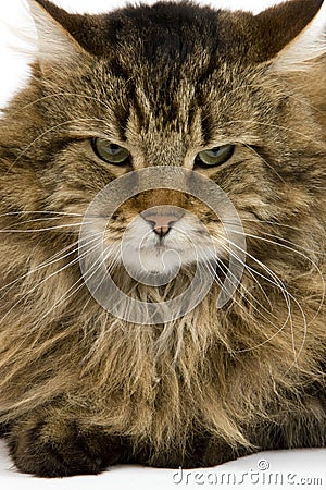 ANGORA DOMESTIC CAT, PORTRAIT OF MALE Stock Photo