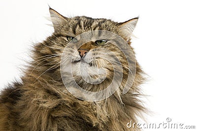 ANGORA DOMESTIC CAT, PORTRAIT OF MALE WITH FUNNY FACE Stock Photo