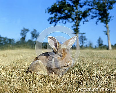 Angora Domestic Rabbit Stock Photo