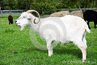 Angora goat Stock Photo