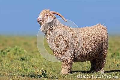 Angora goat Stock Photo