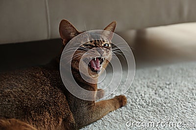 Angry Abyssinian cat on floor. Troublesome pet Stock Photo