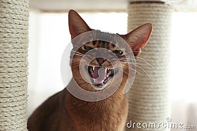 Angry Abyssinian cat on pet tree at home. Troublesome pet Stock Photo