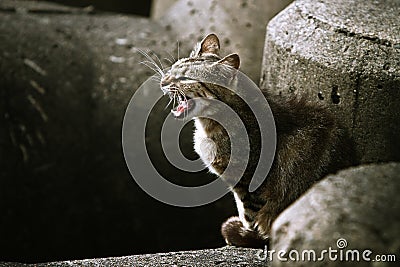 Angry adult stray cat snarling Stock Photo
