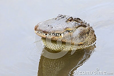 Angry American Alligator Sticking Its Head Out Of Water And Showing Its Teeth Stock Photo